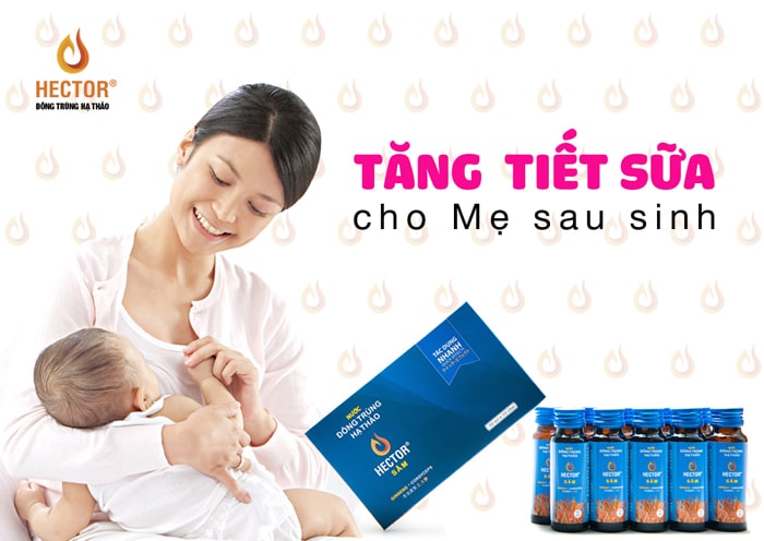 Hector Sâm giúp tăng tiết sữa cho phụ nữ sau sinh