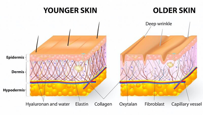 Collagen peptides có khả năng thẩm thấu sâu tới từng tế bào trong cơ thể