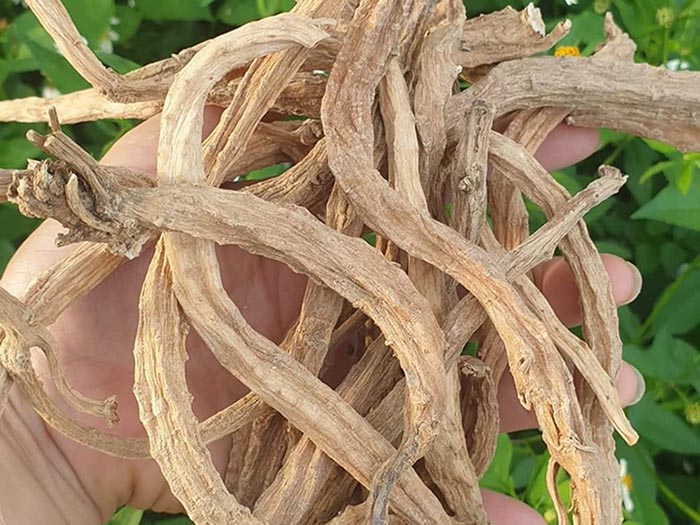 đẳng sâm sấy khô
