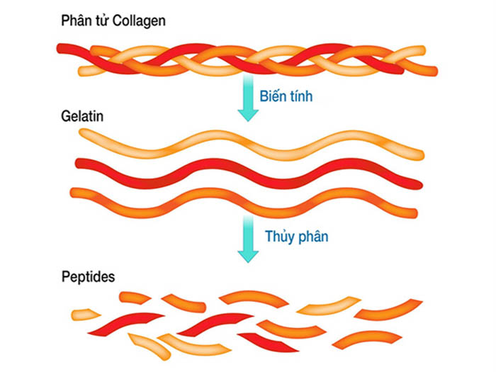 Collagen thuỷ phân Peptides