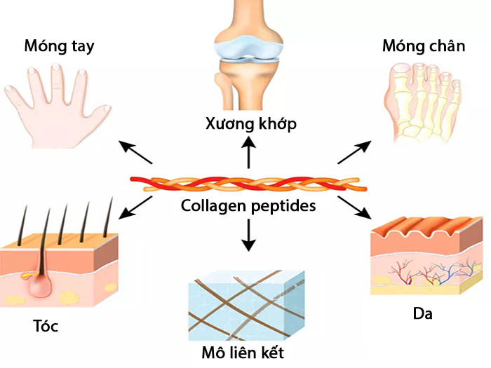 Collagen Peptides có công dụng gì