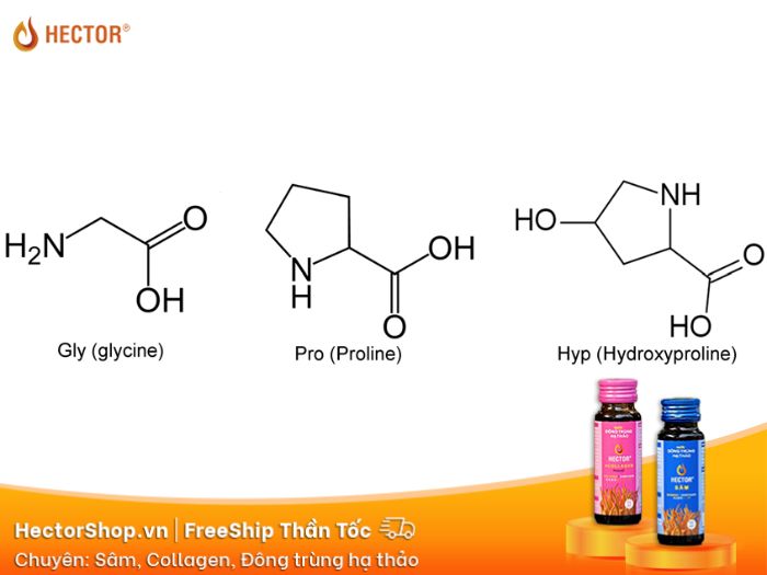 Collagen sở hữu thành phần glycine, proline và hydroxyproline với tỷ lệ cao nhất