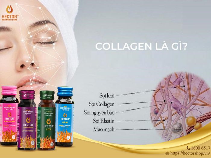 Collagen ngăn chặn quá trình lão hóa giúp da tươi sáng, trẻ trung