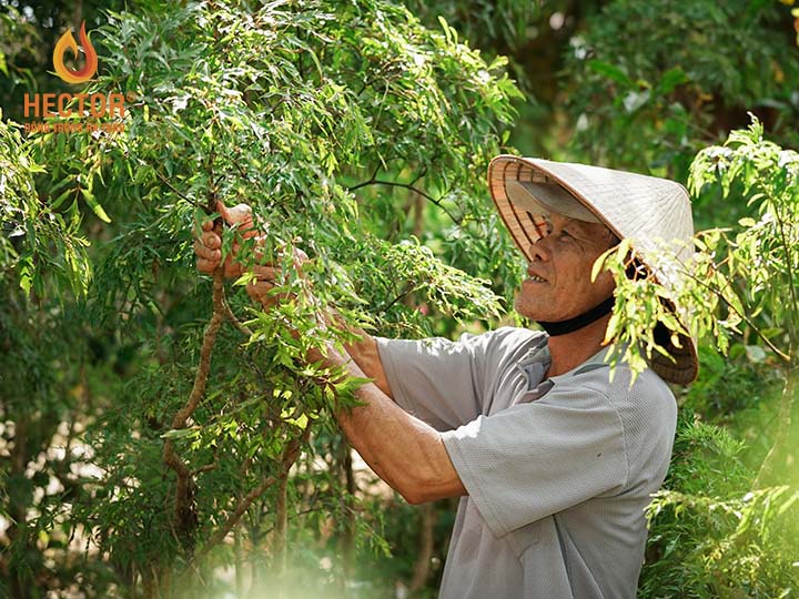 Đinh lăng