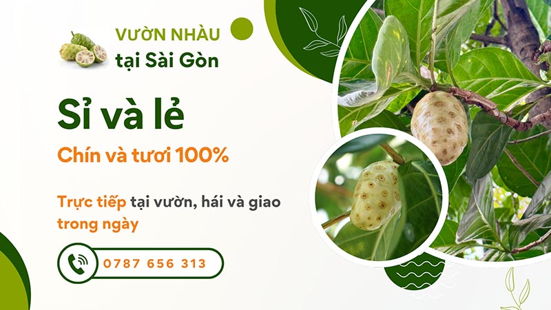 Trái nhàu được dân giang sử dụng như vị thuốc