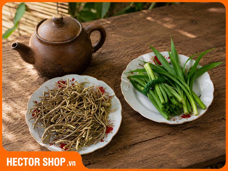 Cách nấu trà rễ cây xáo tam phân sấy khô