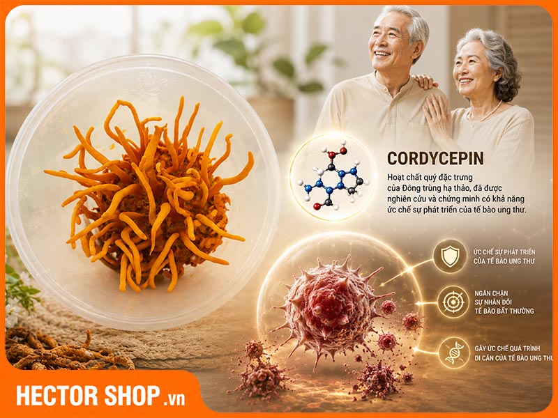 Cordycepin trong đông trùng hạ thảo làm ức chế tế bào ung thư