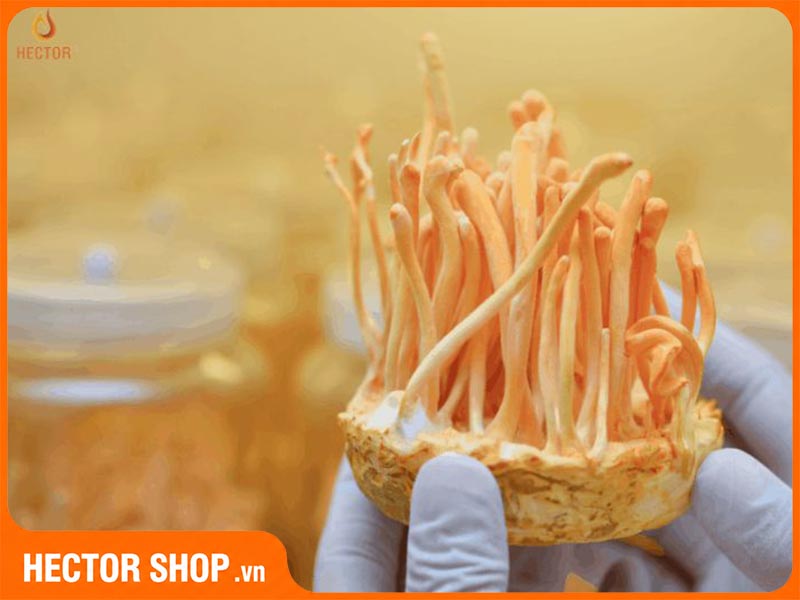 Sử dụng đông trùng hạ thảo bao lâu thì nên dừng nghỉ
