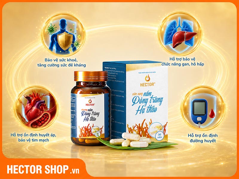 Tác dụng của viên nang đông trùng hạ thảo Hector