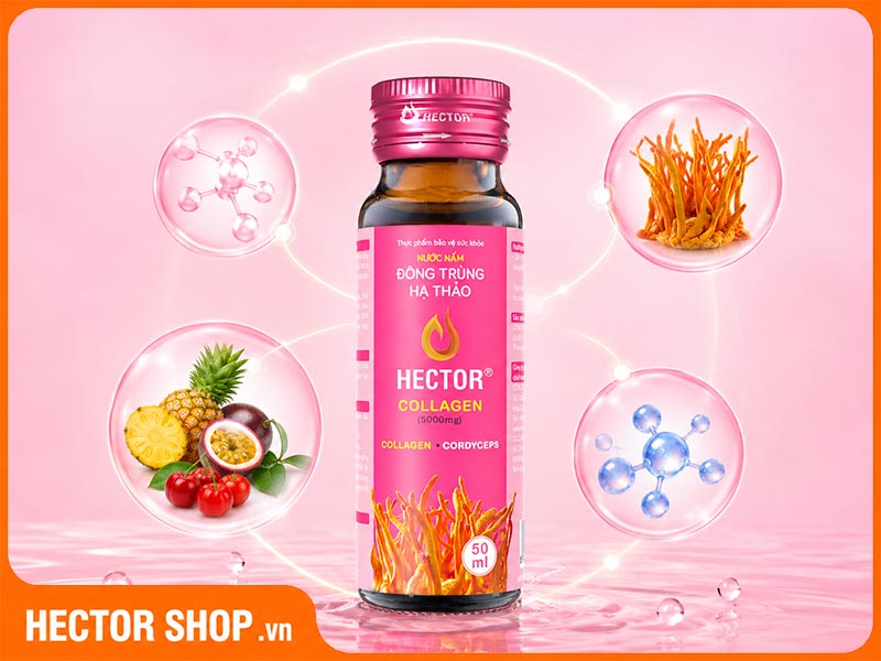 Thành phần chính có trong Hector Collagen