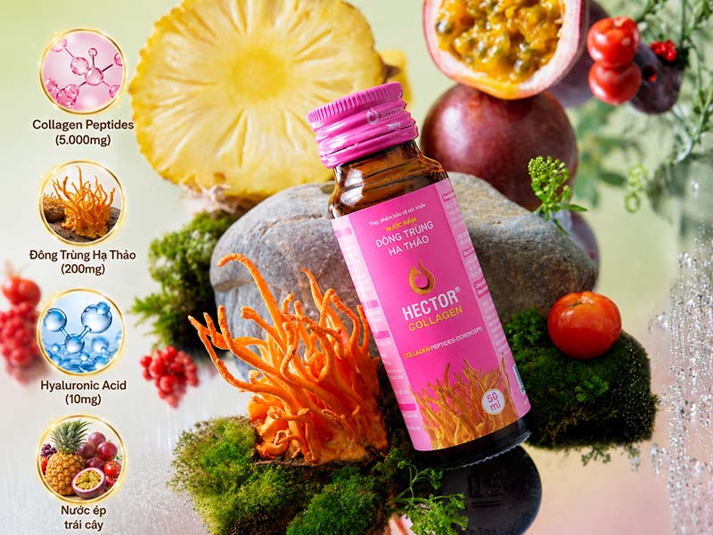 Thành phần dược chất có trong Hector Collagen đông trùng hạ thảo
