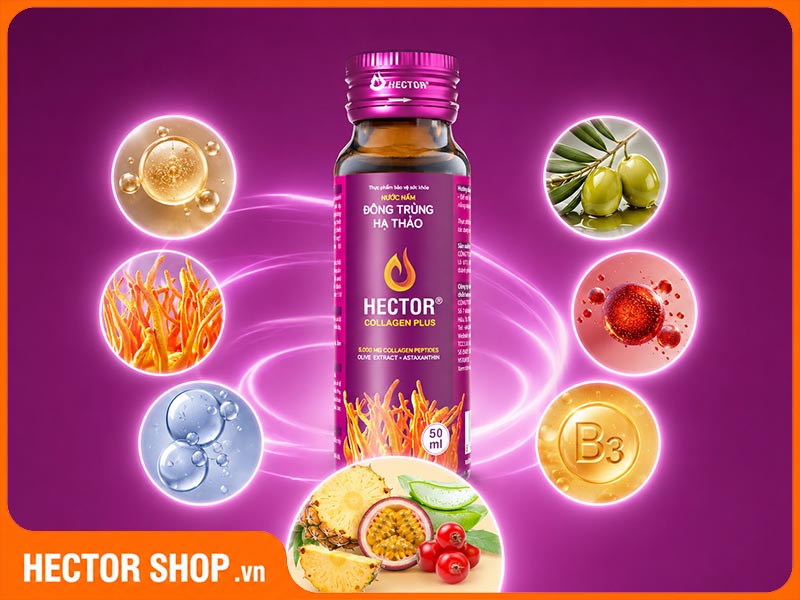 Thành phần chính có trong Hector Collagen Plus