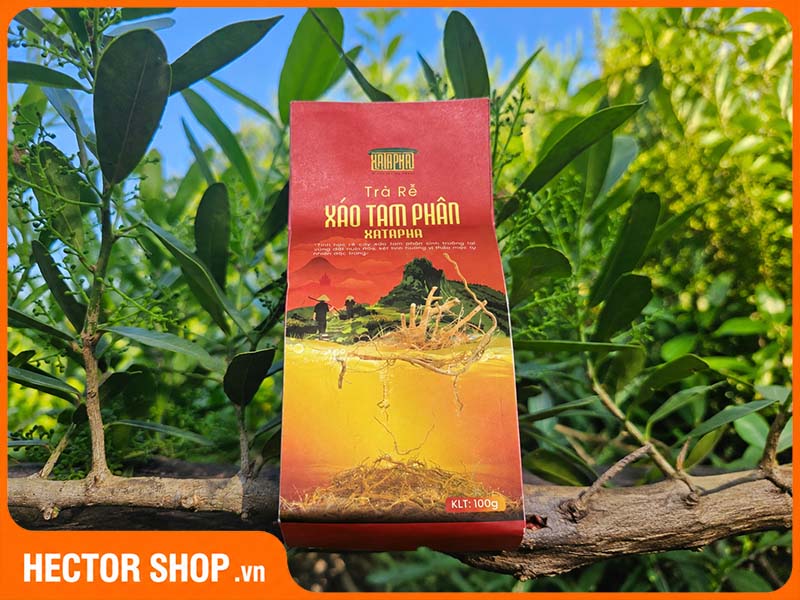 Trà rễ cây xáo tam phân XATAPHA