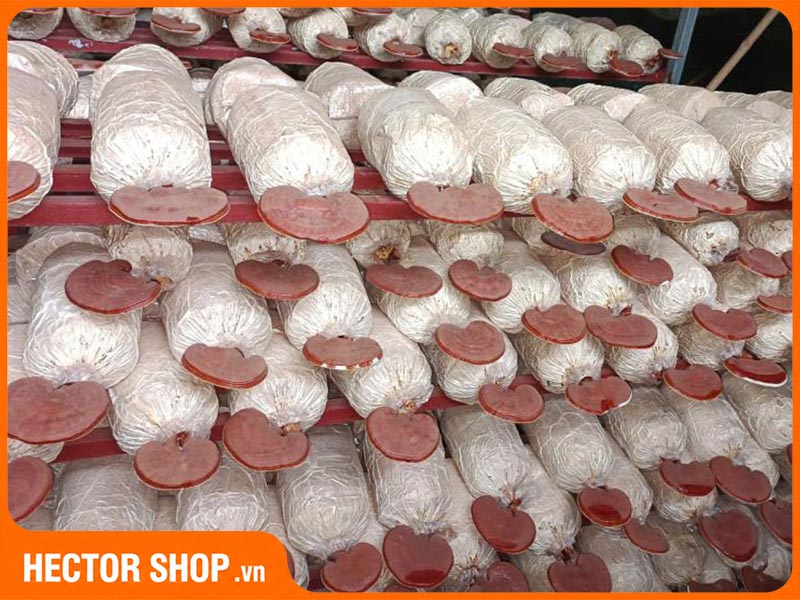 Nấm linh chi đỏ giống Nhật thương hiệu Đất Thép
