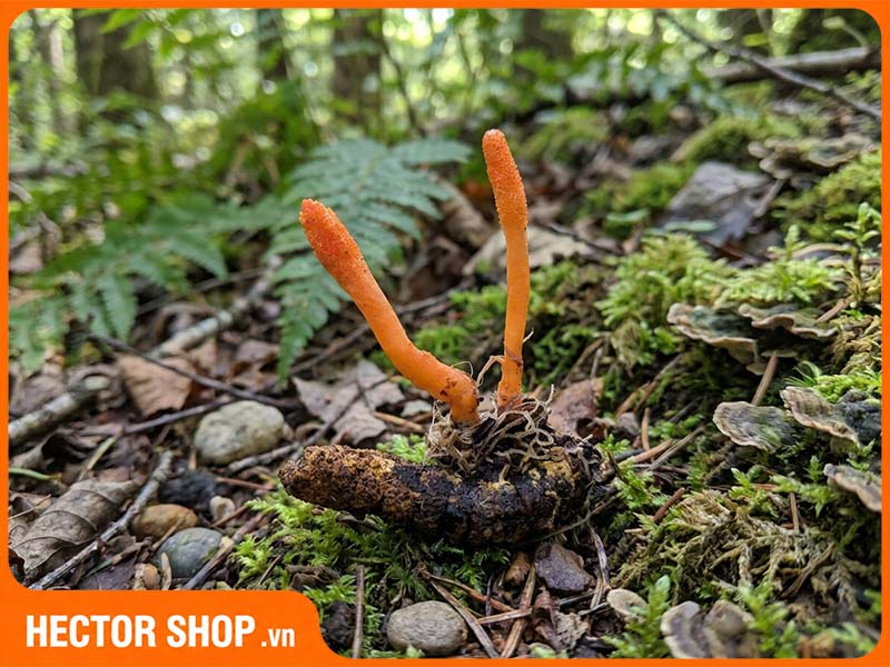 Ảnh Đông Trùng Hạ Thảo Cordyceps militaris trong tự nhiên