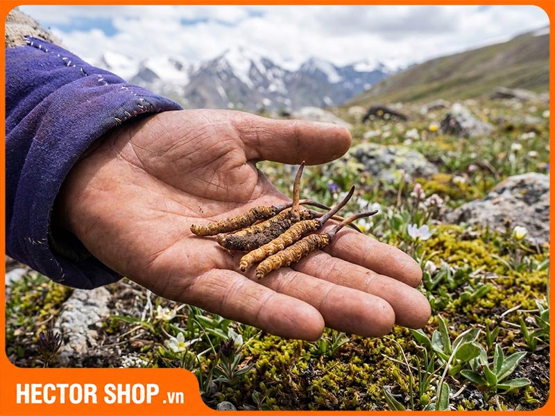 Ảnh Đông trùng hạ thảo Ophiocordyceps sinensis