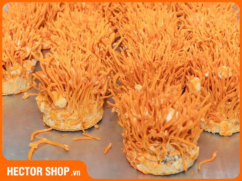 Đông Trùng Hạ Thảo Nuôi Cấy