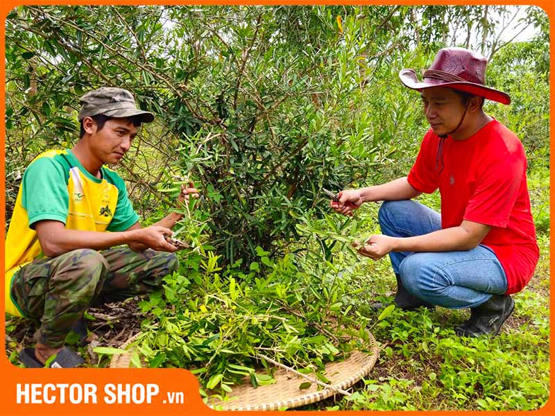 Cây xáo tam phân khi trưởng thành