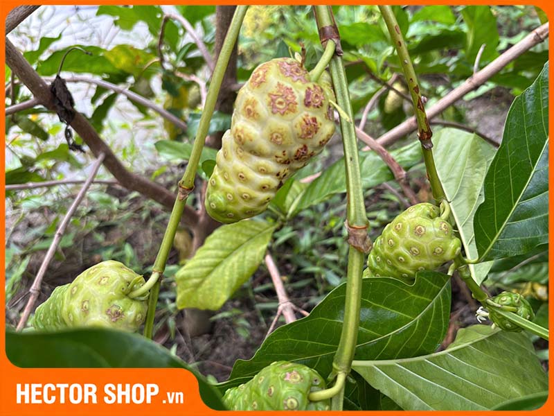 Đặc điểm nhận biết cây nhàu