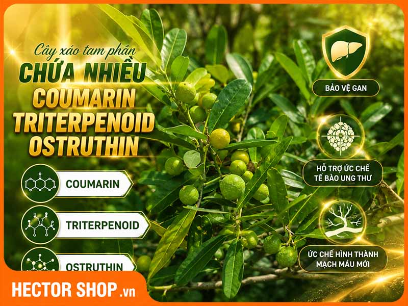 Cây xáo tam phân chứa nhiều Coumarin, Triterpenoid và Ostruthin