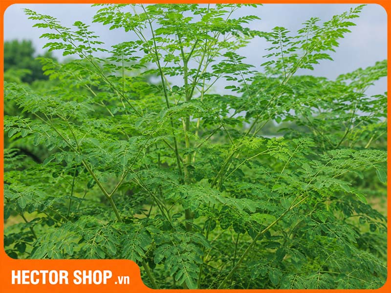 Chùm ngây giàu giá trị dinh dưỡng