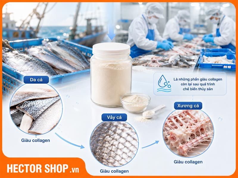 ollagen cá được chiết xuất từ da, vảy hoặc xương cá