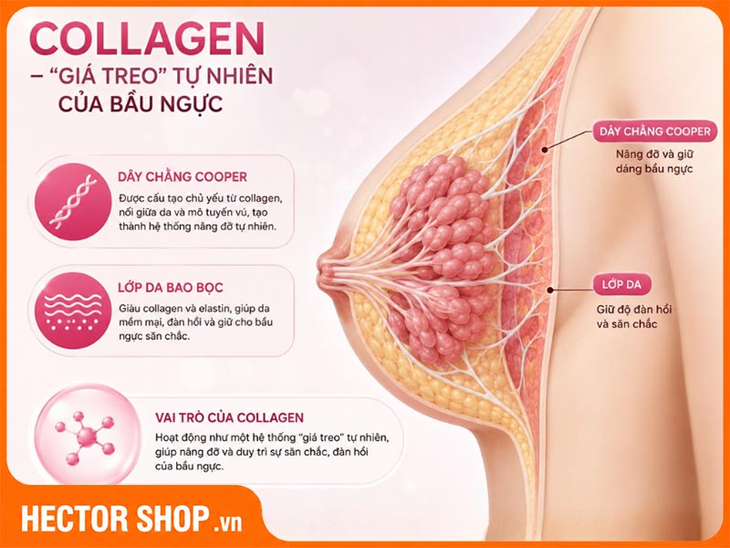 Collagen được ví như hệ thống giá treo của bầu ngực