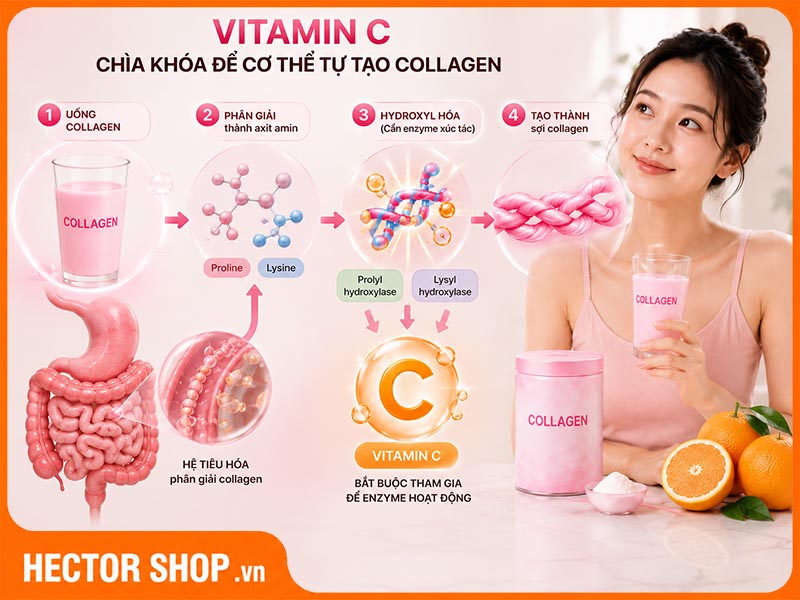 Collagen được xem là chất xúc tác để cơ thể hấp thu collagen tốt hơn