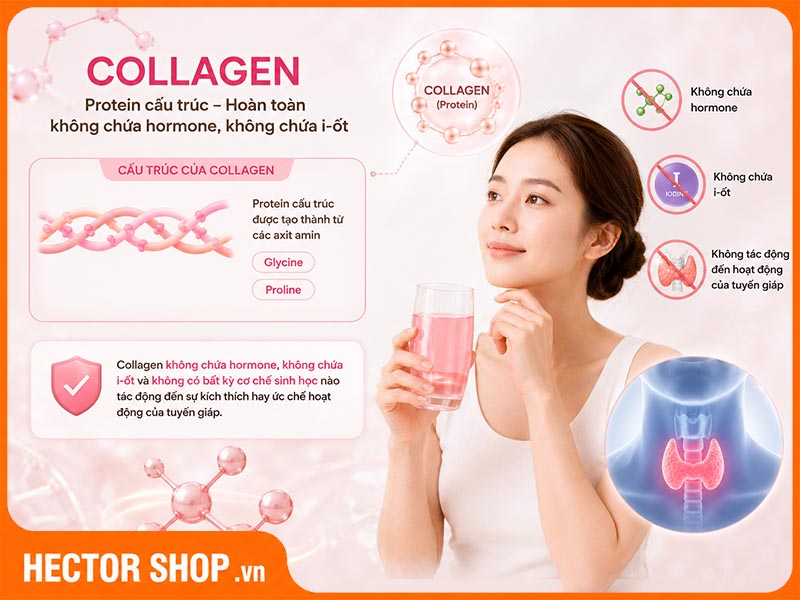 Collagen không ảnh hưởng đến hoạt động của tuyến giáp