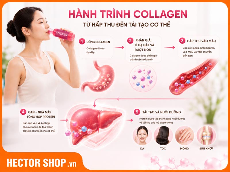 Collagen không ảnh hưởng đến sức khoẻ của gan