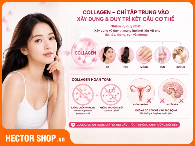 Collagen không làm tăng hay giảm nội tiết tố nữ
