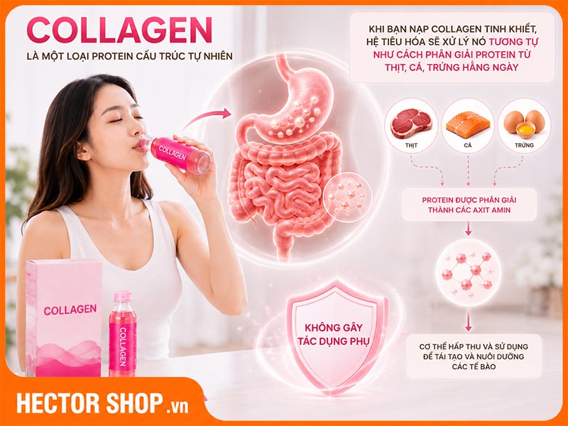 Collagen là một loại protein cấu trúc tự nhiên như thực phẩm