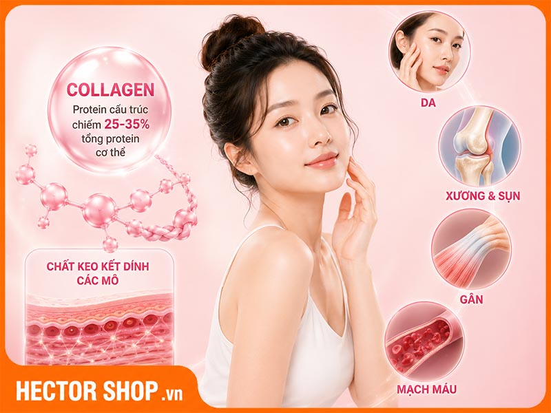 Collagen là một loại protein chiếm tới 25-35% tổng lượng protein trong cơ thể