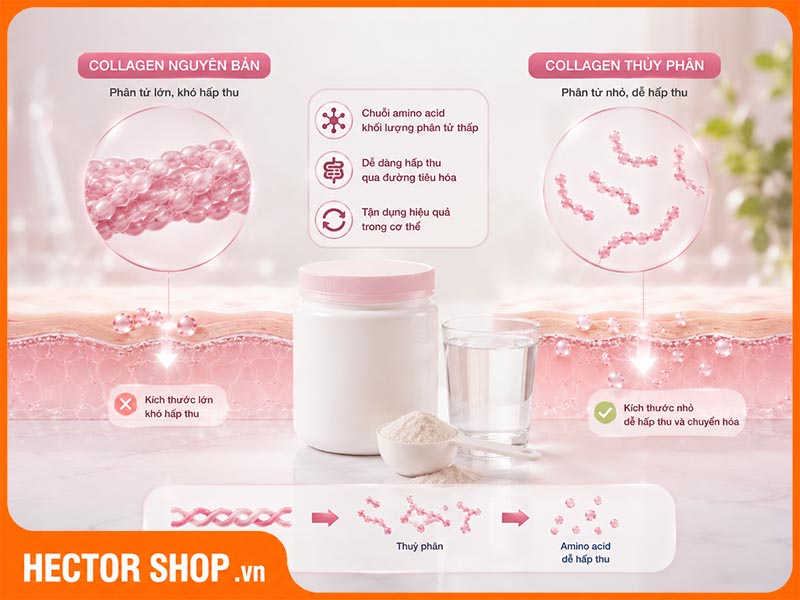 Collagen peptide có cấu trúc phân tử siêu nhỏ, dễ hấp thu và chuyển hoá