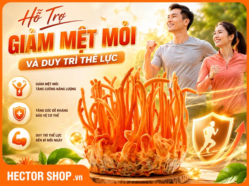 Cordyceps Militaris Hỗ Trợ Giảm Mệt Mỏi Và Duy Trì Thể Lực