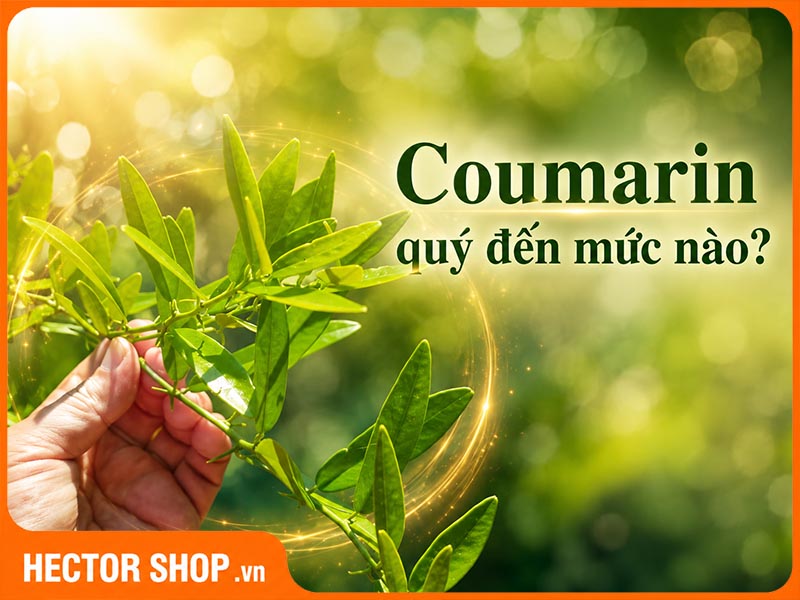 Coumarin dược chất quý có trong cây xáo tam phân