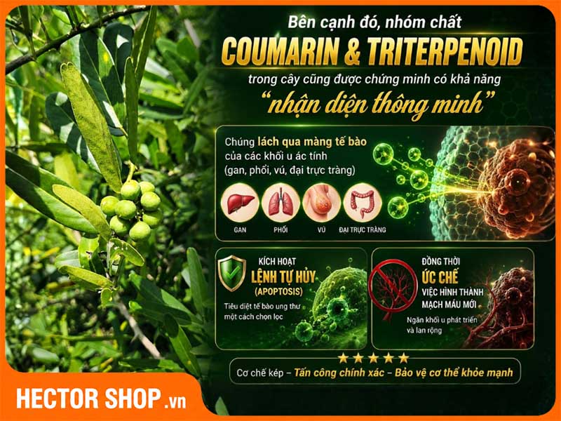 Coumarin và Triterpenoid có khả năng ức chế tế bào bất thường