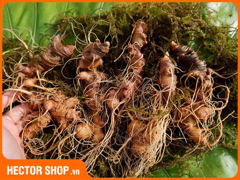 Sâm Ngọc Linh là loại sâm có giá trị sử dụng rất cao