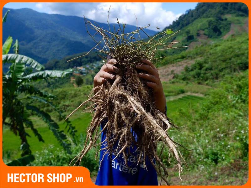 Đẳng sâm bổ dưỡng nhưng không dành cho tất cả mọi người