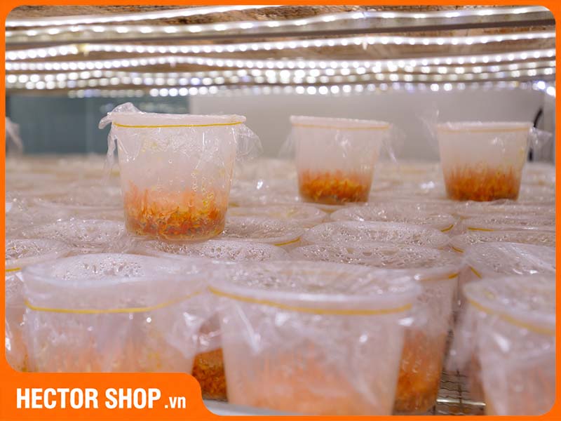 Nấm Đông Trùng Hạ Thảo Tươi