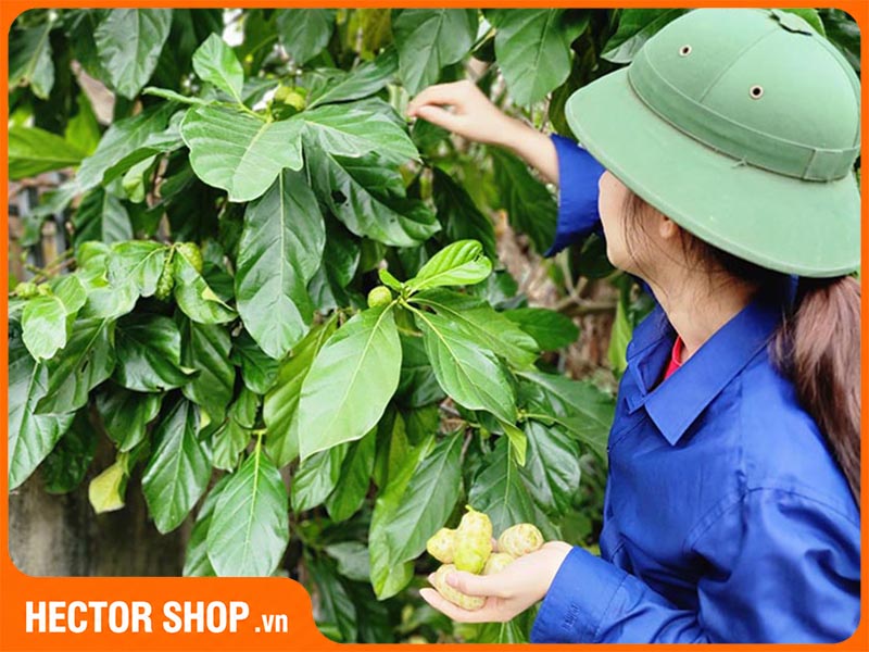 Cần hiểu đúng về tác dụng của quả nhàu, không nên thần thánh hoá