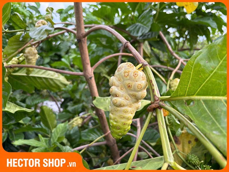 Hình dạng quả nhàu chín