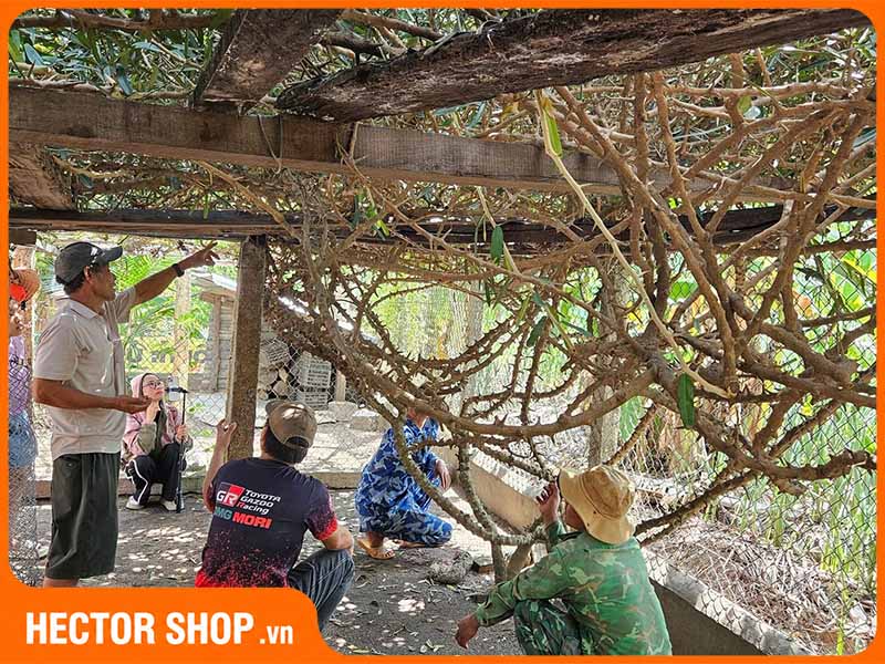 Một trong những cây xáo tam phân già nhất tại Khánh Hoà
