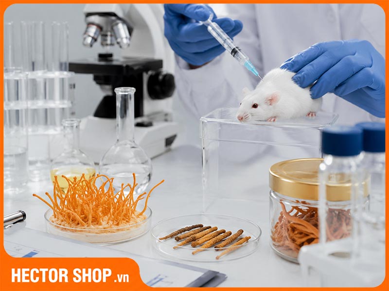 Nấm Cordyceps militaris được nghiên cứu trên cơ thể chuột