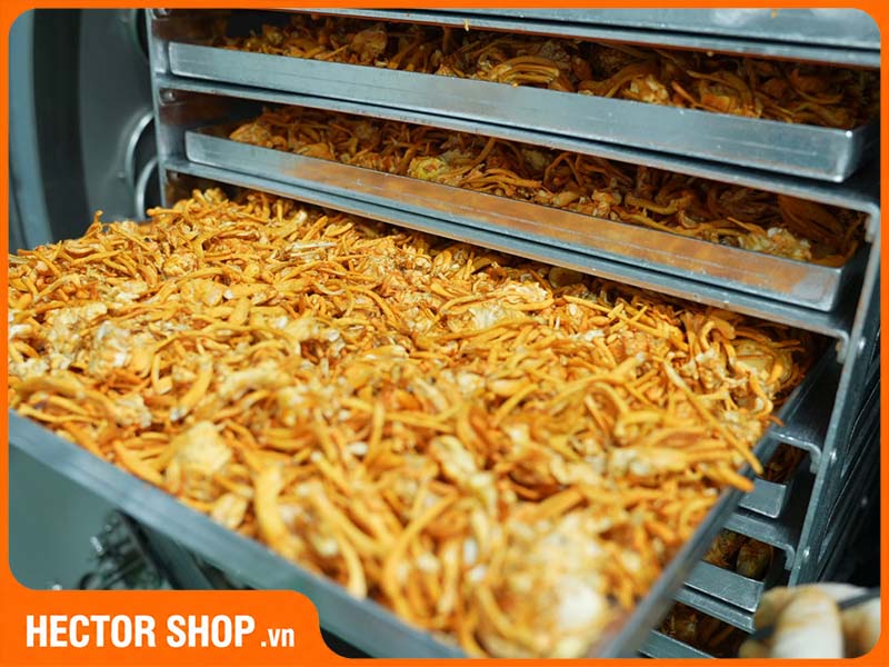 Nấm Cordyceps militaris sau khi sấy khô