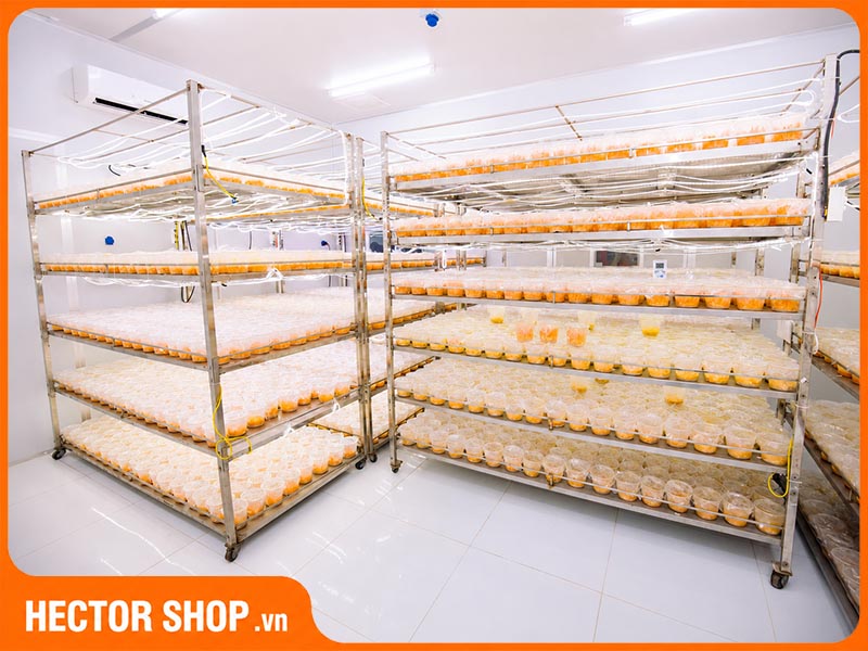 Cordyceps militaris trong môi trường nuôi cấy