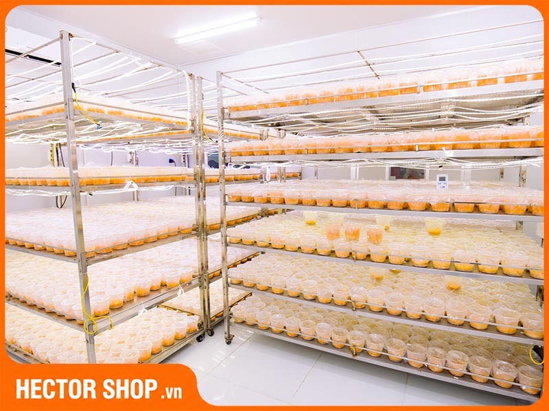 Nấm đông trùng hạ thảo Hector phát triển trên nền cơ chất sinh khối thuần thực vật