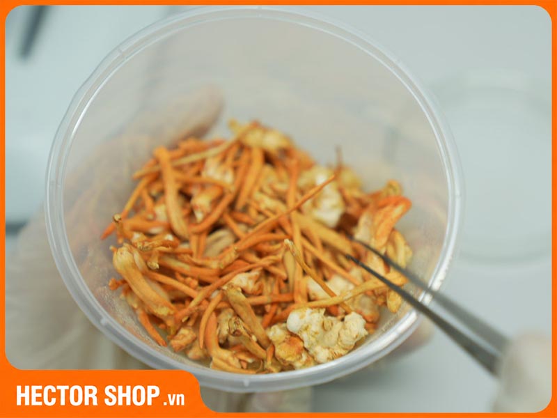 Nấm đông trùng hạ thảo không hoàn toàn tốt đối với tất cả mọi người