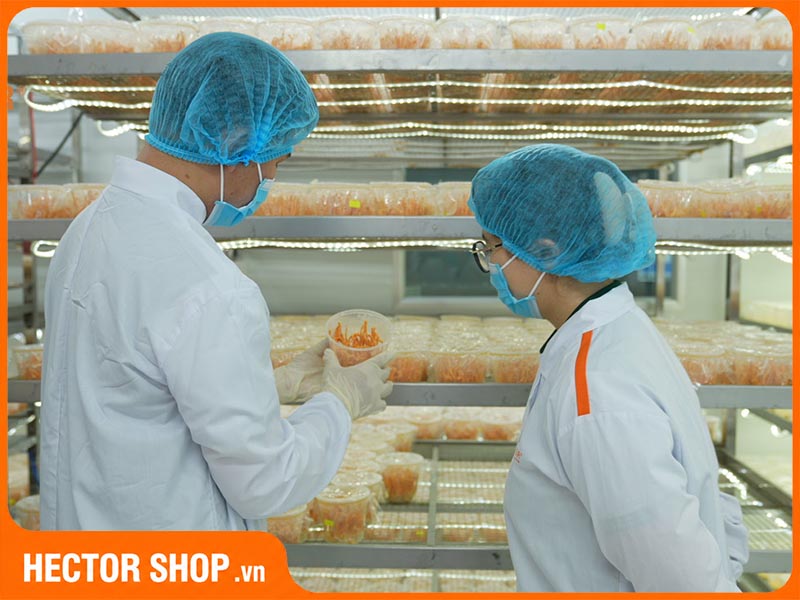 Nấm đông trùng hạ thảo là thảo dược tốt cho sức khoẻ