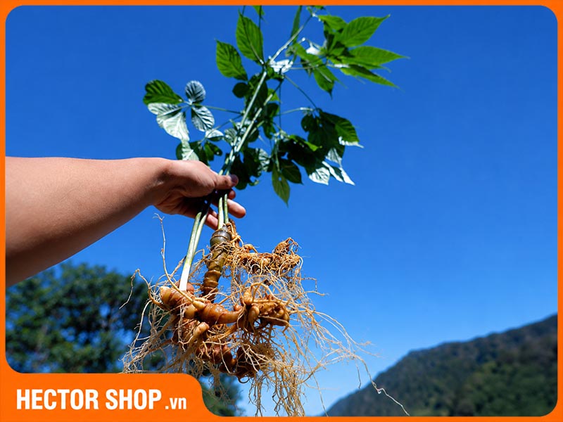 Người cao huyết áp có thể sử dụng nhân sâm